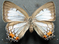 Jalmenus eichhorni - Adult